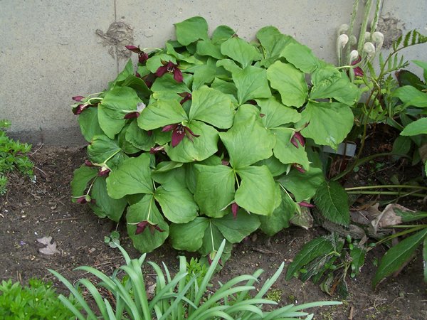 New North - trillium crop April 2019.jpg