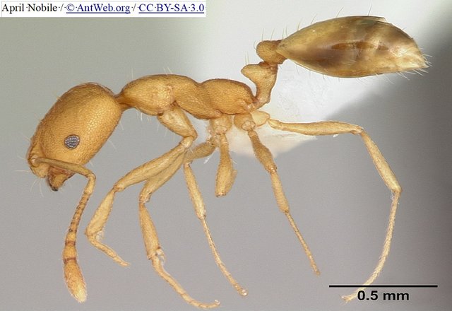 pharaoh ant2 pharaonis  april nobile 3.0 antweb attr.jpg