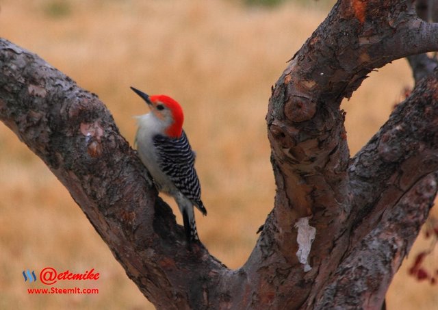 Red-Bellied Woodpecker PFW40.jpg