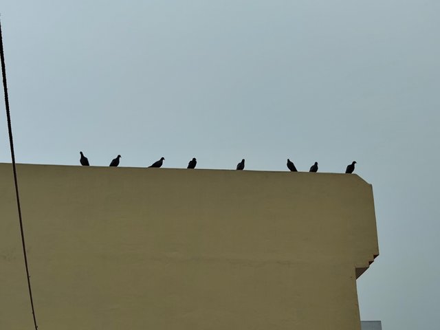 IMG_20250625_061155270.jpg