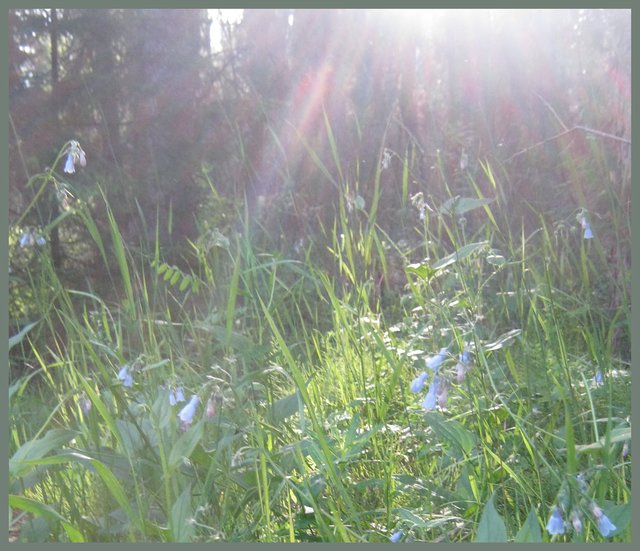 rainbow sunrays on patch of lungwort flowers.JPG