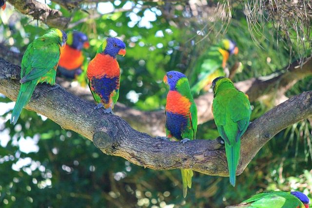 rainbow-lorikeets-433436__480.jpg