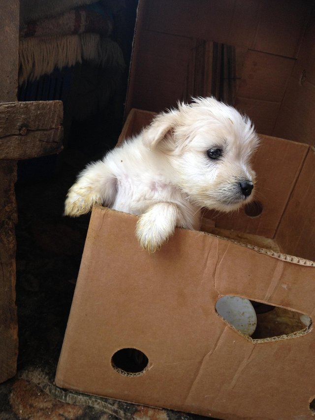 puppy-4350582_1280.jpg