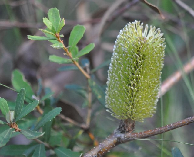 banksia-marginata-flora-ala-source.jpg