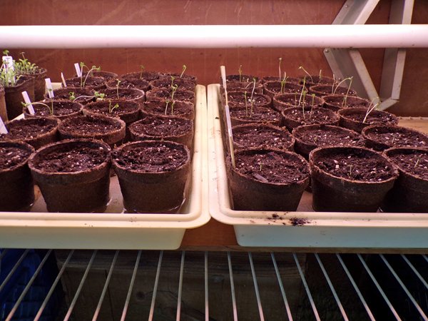 Kale seedlings crop March 2020.jpg