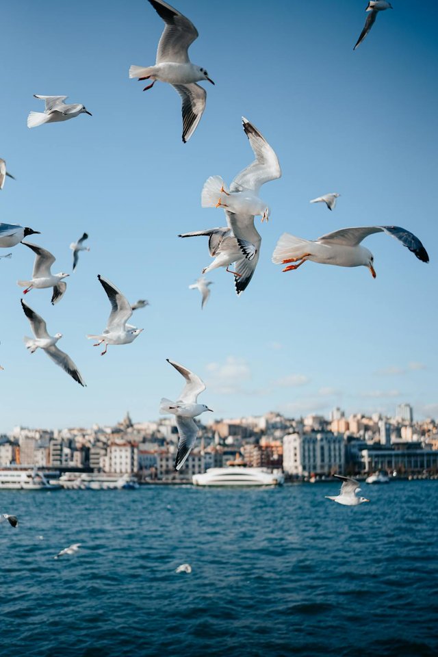 free-photo-of-seagulls-flying-against-a-coastal-city.jpeg
