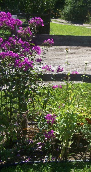 4th Section - phlox, zinnias crop Aug. 2014.jpg