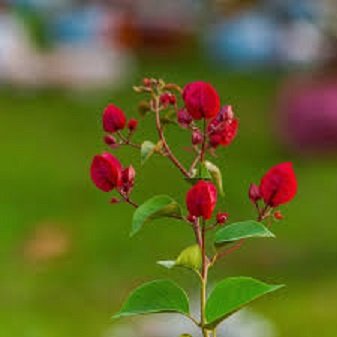 red flower-9.jpg