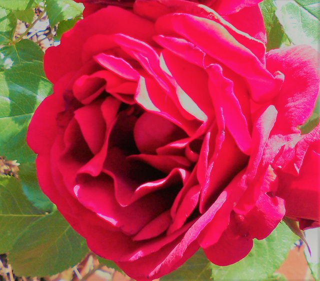 Flower Photography, Big Rose Close-up, May 21 2017.jpg