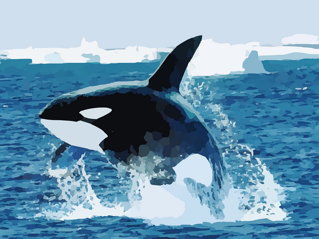 orca-295051_960_720.png