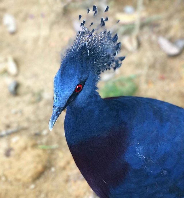 Blue+Bird.jpg