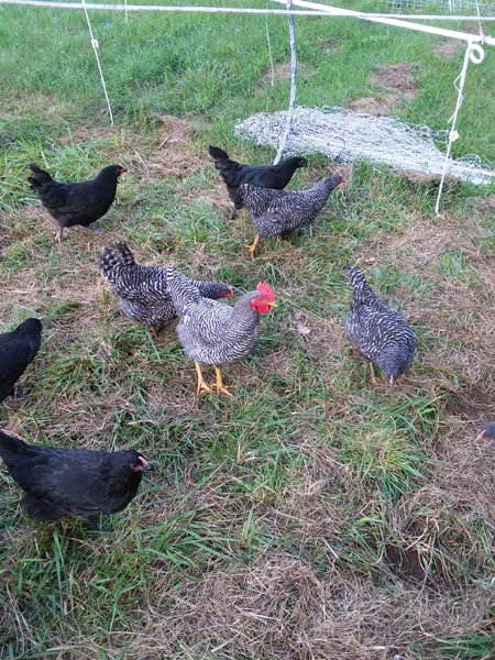 Broilers - rooster and hens1 crop August 2019.jpg