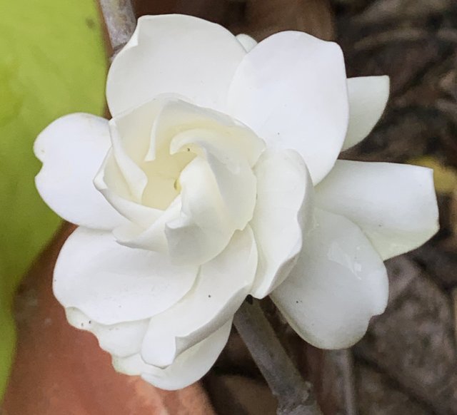 white flower1.jpg