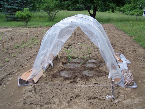 New Herb garden - ginger hoophouse crop June 2016.jpg