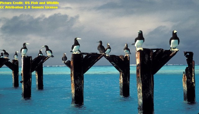 Brown boobies atop pier posts_at_Johnston_Atoll_NWR U.S. Fish and Wildlife Service Headquarters 2.0 generic.jpg