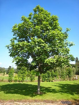 275px-Fraxinus_excelsior_tree.jpg