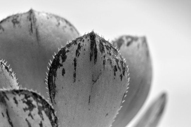 Aeonium leaf stripes macro bw.jpg