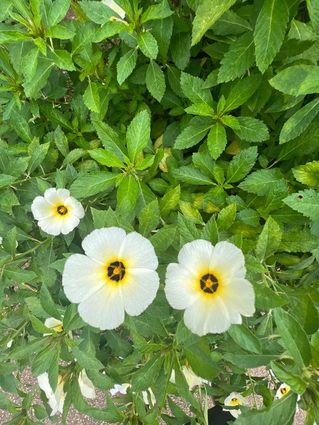 IMG_7169.jpeg