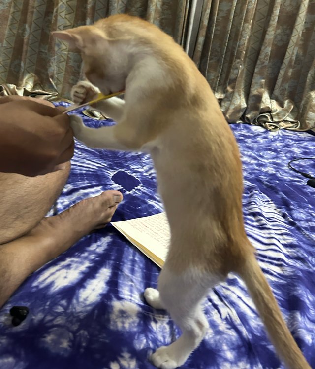 IMG_0189.jpeg