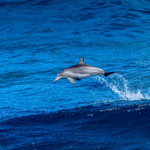 Dolphin Leap.jpg