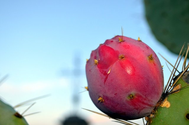 prickly-pear-2723536_960_720.jpg