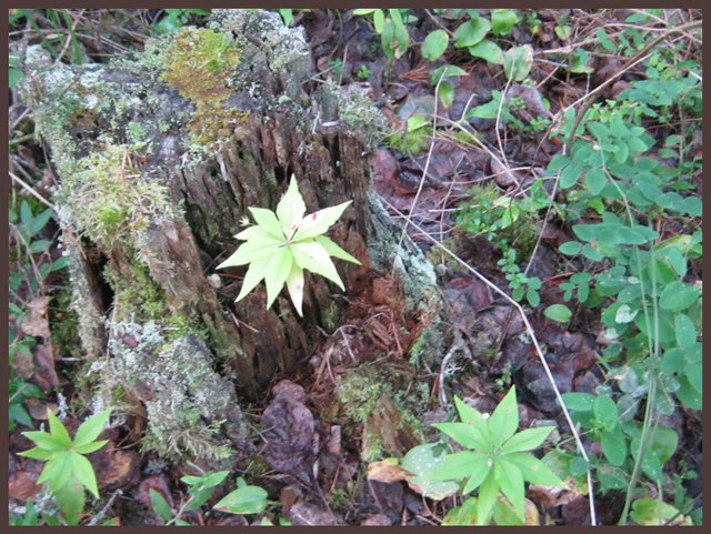 mossy stump with 3 star shaped plants.JPG