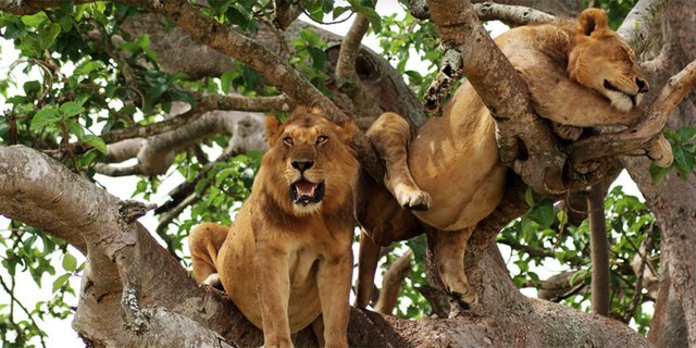 Best 7 Rwanda, Kenya, Uganda and Tanzania Parks to Visit on African Safari.jpg