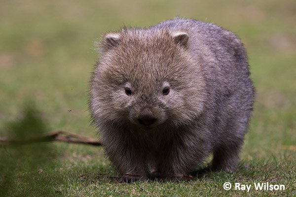 wombat aussie.jpg