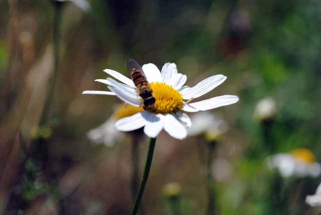 daisy-with-bee_5943426903_o (FILEminimizer).jpg