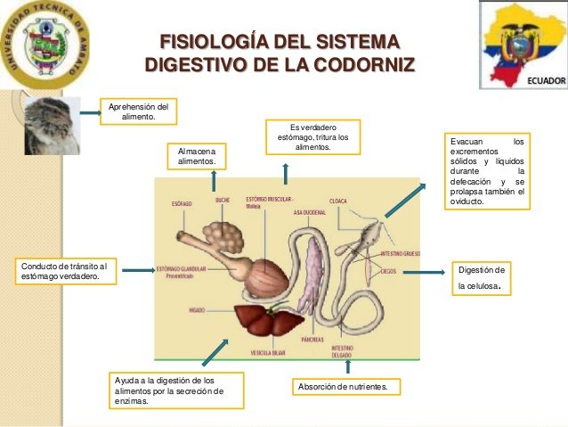 SISTEMA DIGESTIVO CODORNIZ.jpg