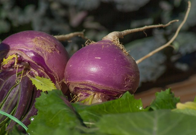 turnip.jpg