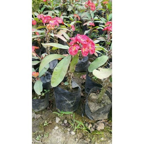 euphorbia-milli-plants-500x500.jpg