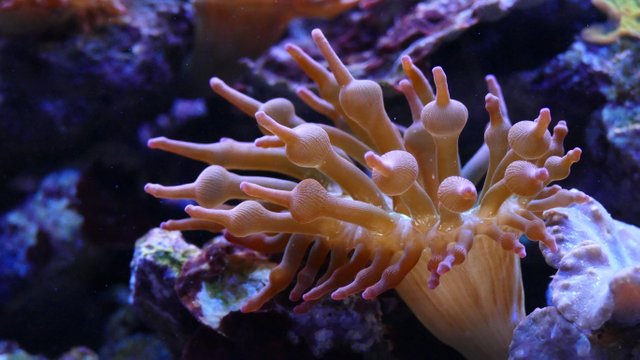 anemone-aquarium-aquatic-262416.jpg