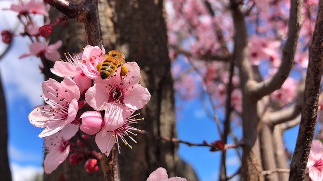 ![Bee on cherry blossoms](https://cdn.steemitimages.com/DQmbo8iGtn8uw3Xhzx8k9uuCxxxvMxtVcAcT7iE3bBJJbrk/IMG_2385.JPG)