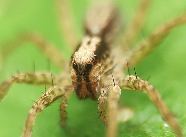 CONTEST WEEK V: Ghost Spider (Anyphaena aperta) — Steemit