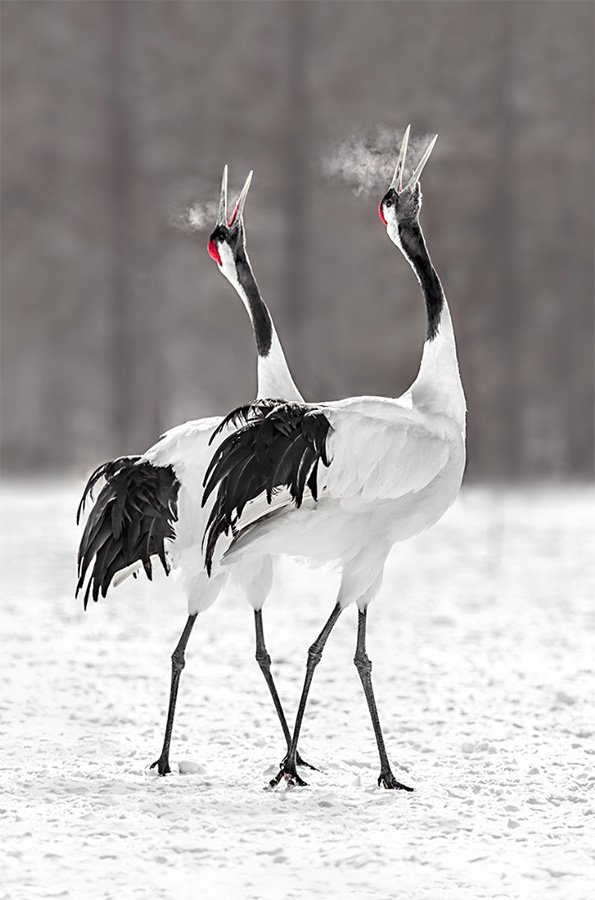 Red-crowned-Crane.jpg