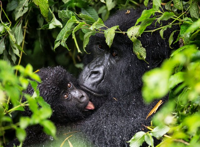 Best Reasons Why Uganda Safari for Gorillas Is a Real Deal.jpg
