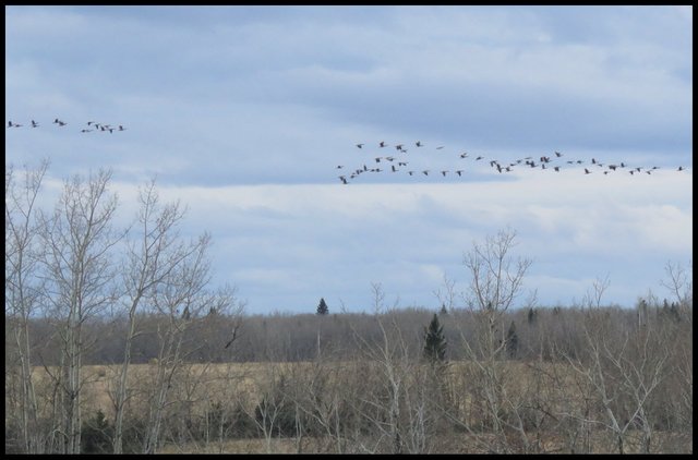 flocks of geese flying over the field.JPG