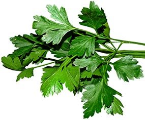 parsley-3622868.jpg