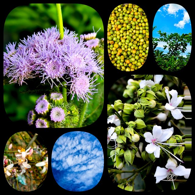 CollageMaker_2025310183815689.jpg