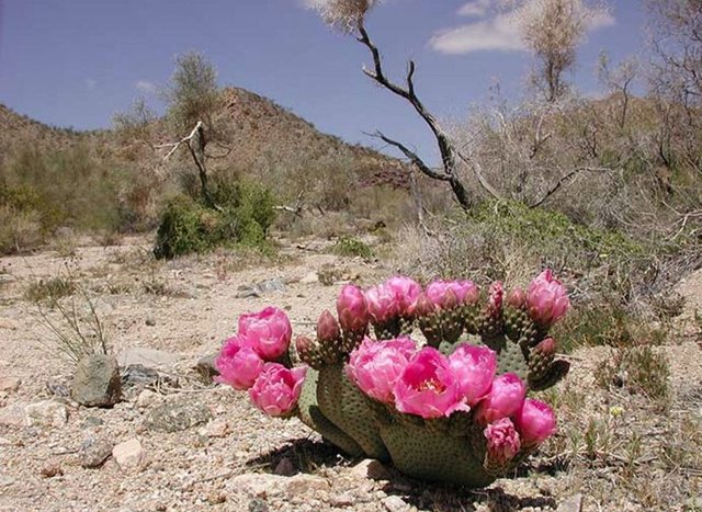 flowering cactus.JPG