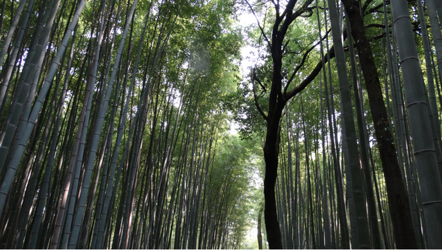 chines bambo tree.png