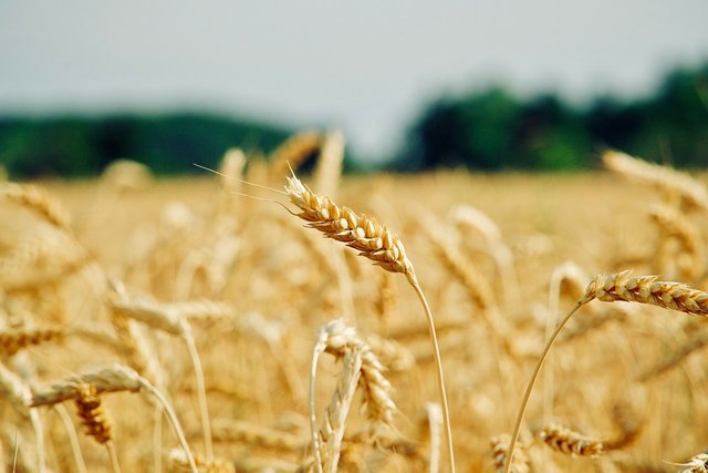 wheat-6710447_1280.jpg