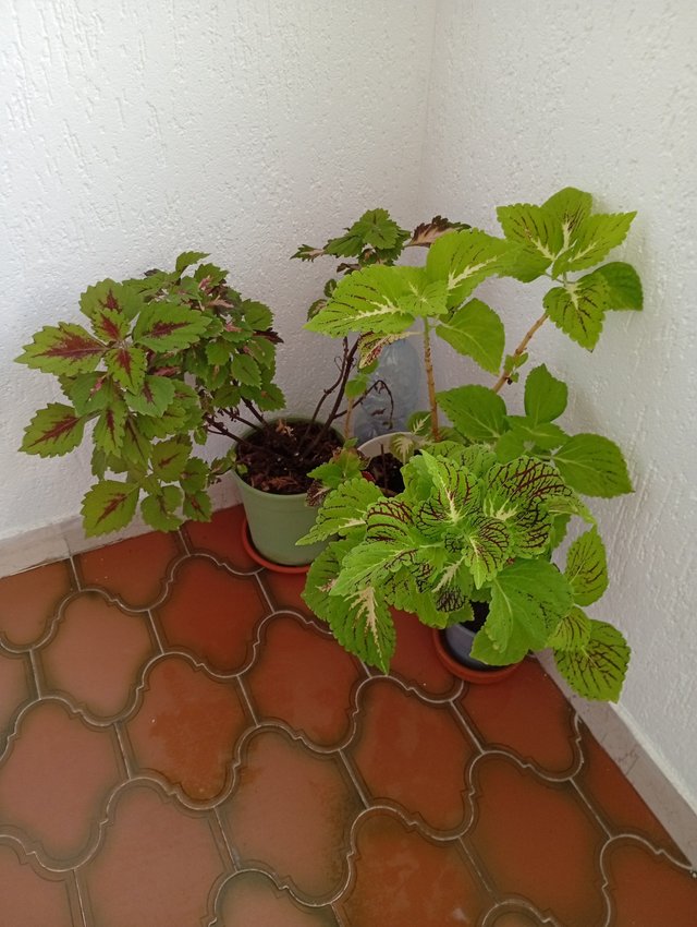 thumbnail_IMG_20250919_155546.jpg