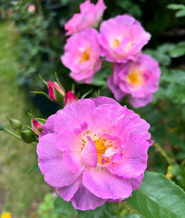 IMG_20250624_154321.jpg