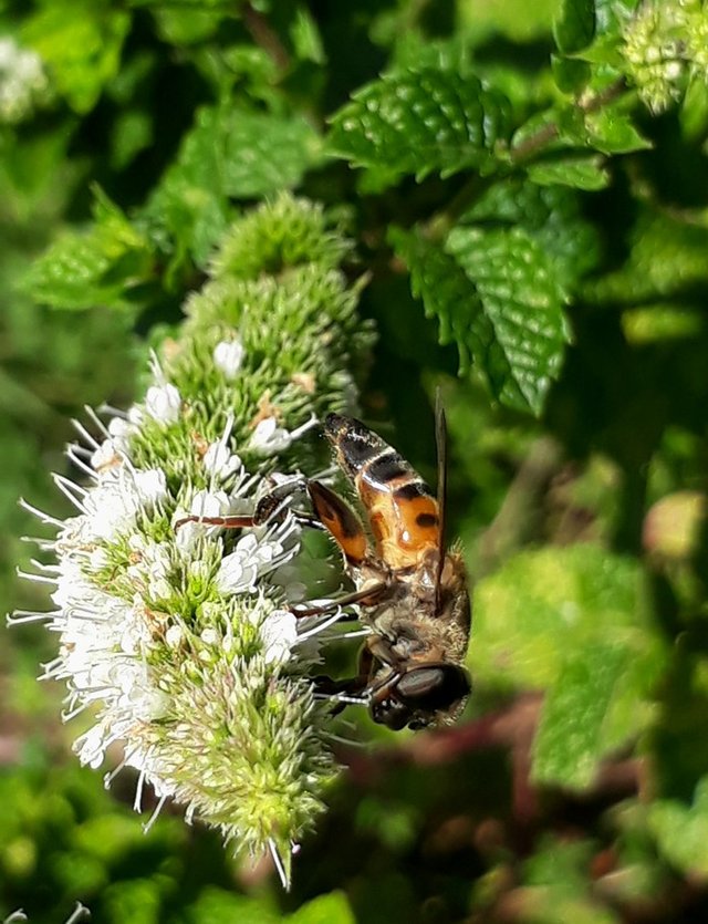 hoverfly2.jpg