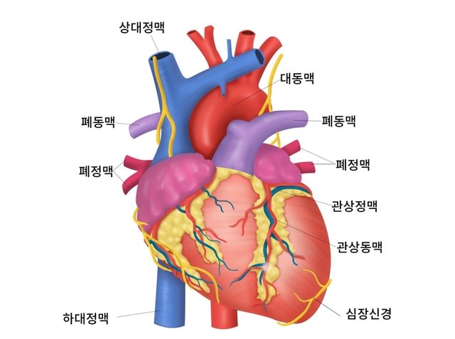 심장의 구조.jpg