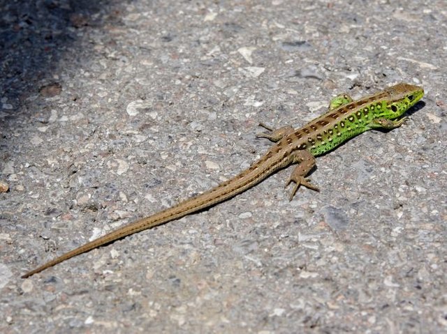 20110612_Lacerta_agilis_0759.jpg