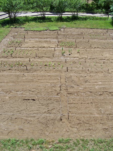 New Herb garden - Almost all planted crop June 2016.jpg