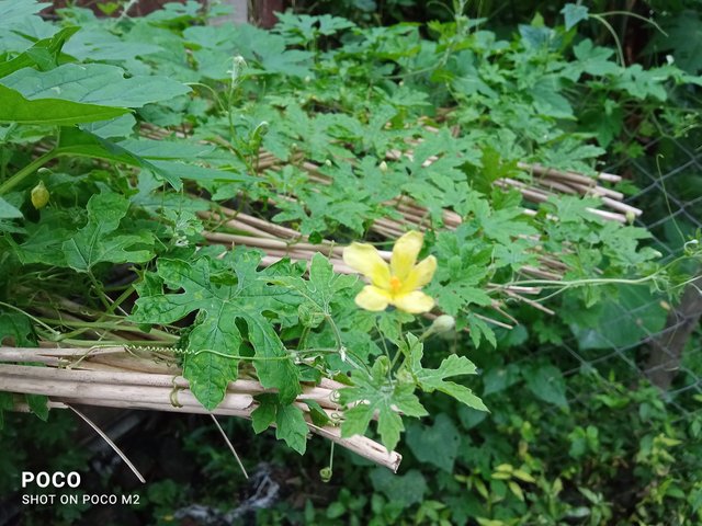 IMG_20250706_181816.